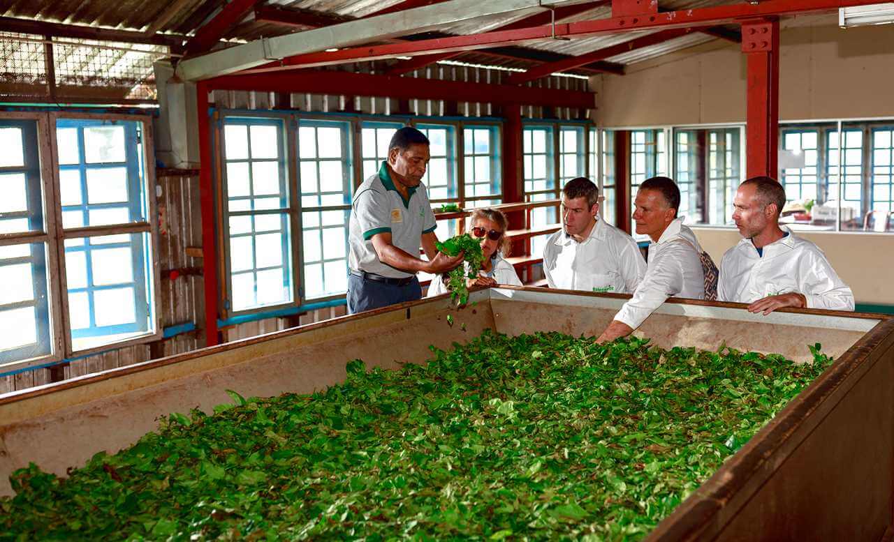 uva halpewatte tea factory tour